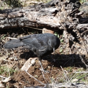 Corcorax melanorhamphos at Ainslie, ACT - 9 Aug 2022