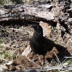 Corcorax melanorhamphos at Ainslie, ACT - 9 Aug 2022