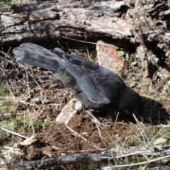 Corcorax melanorhamphos at Ainslie, ACT - 9 Aug 2022