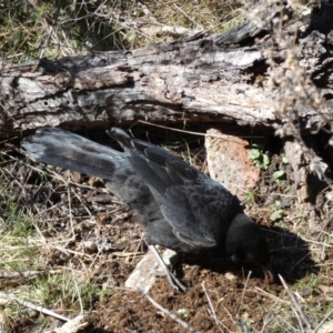 Corcorax melanorhamphos at Ainslie, ACT - 9 Aug 2022