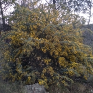 Acacia baileyana at Cooma, NSW - 7 Aug 2022