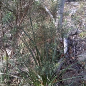 Cassinia longifolia at Cooma, NSW - 9 Aug 2022