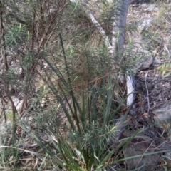Cassinia longifolia (Shiny Cassinia, Cauliflower Bush) at Cooma, NSW - 9 Aug 2022 by mahargiani