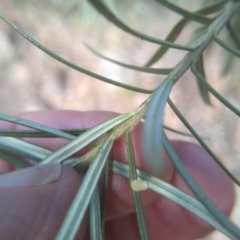 Cassinia longifolia at Cooma, NSW - 9 Aug 2022