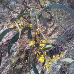 Acacia rubida at Cooma, NSW - 9 Aug 2022