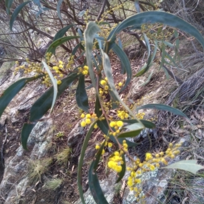 Acacia rubida (Red-stemmed Wattle, Red-leaved Wattle) at Cooma North Ridge Reserve - 9 Aug 2022 by mahargiani