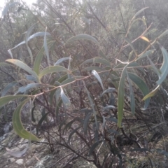 Acacia rubida at Cooma, NSW - 9 Aug 2022