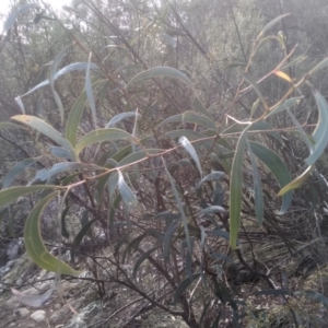 Acacia rubida at Cooma, NSW - 9 Aug 2022