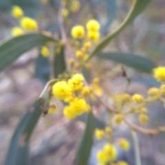 Acacia rubida at Cooma, NSW - 9 Aug 2022