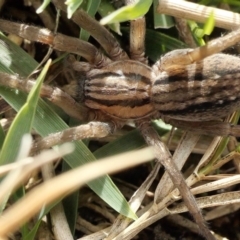 Miturga sp. (genus) (Unidentified False wolf spider) at Yass River, NSW - 9 Aug 2022 by SenexRugosus