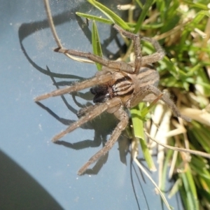 Miturga sp. (genus) at Yass River, NSW - 9 Aug 2022