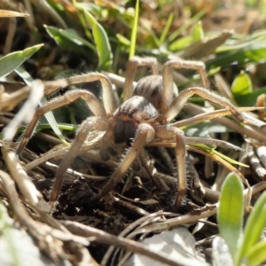 Miturga sp. (genus) at Yass River, NSW - 9 Aug 2022