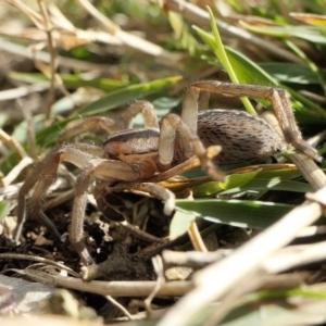 Miturga sp. (genus) at Yass River, NSW - 9 Aug 2022