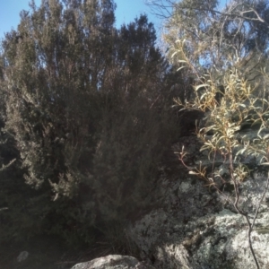 Kunzea ericoides at Cooma, NSW - 9 Aug 2022 03:08 PM