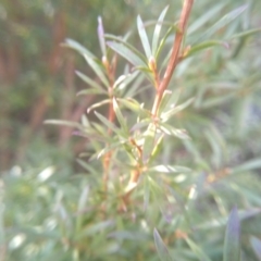 Kunzea ericoides at Cooma, NSW - 9 Aug 2022