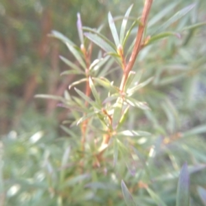 Kunzea ericoides at Cooma, NSW - 9 Aug 2022