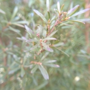 Kunzea ericoides at Cooma, NSW - 9 Aug 2022