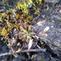 Erophila verna (Whitlow Grass) at Cooma North Ridge Reserve - 9 Aug 2022 by mahargiani