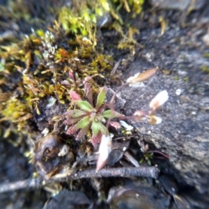 Erophila verna at Cooma, NSW - 9 Aug 2022