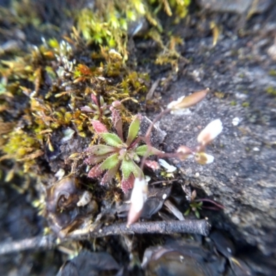 Erophila verna (Whitlow Grass) at Cooma North Ridge Reserve - 9 Aug 2022 by mahargiani