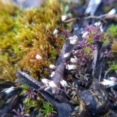 Erophila verna at Cooma, NSW - 9 Aug 2022