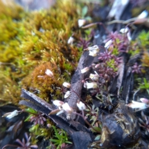 Erophila verna at Cooma, NSW - 9 Aug 2022