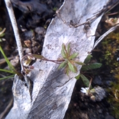 Erophila verna at Cooma, NSW - 9 Aug 2022