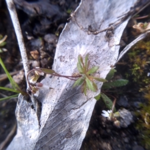 Erophila verna at Cooma, NSW - 9 Aug 2022