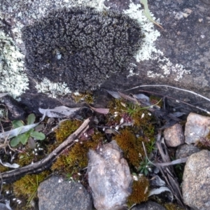 Erophila verna at Cooma, NSW - 9 Aug 2022