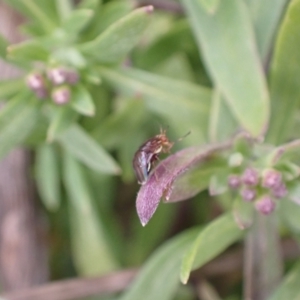 Steganopsis melanogaster at Murrumbateman, NSW - 9 Aug 2022