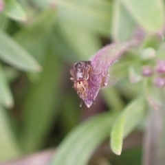 Steganopsis melanogaster at Murrumbateman, NSW - 9 Aug 2022