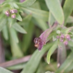 Steganopsis melanogaster at Murrumbateman, NSW - 9 Aug 2022