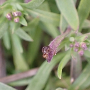 Steganopsis melanogaster at Murrumbateman, NSW - 9 Aug 2022