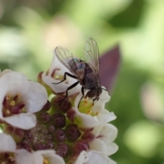 Cuphocera sp. (genus) (A bristle fly) at Murrumbateman, NSW - 8 Aug 2022 by SimoneC