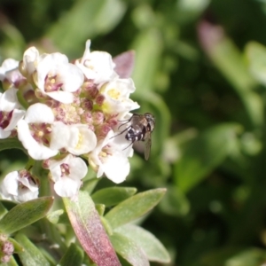 Cuphocera sp. (genus) at Murrumbateman, NSW - 8 Aug 2022