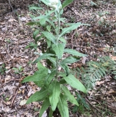 Coronidium elatum (White Everlasting Daisy) at Coomee Nulunga Cultural Walking Track - 9 Aug 2022 by PaulyB