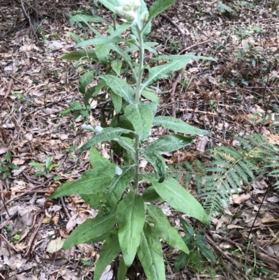 Coronidium elatum (White Everlasting Daisy) at Coomee Nulunga Cultural Walking Track - 9 Aug 2022 by PaulyB