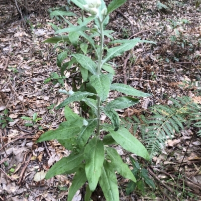 Coronidium elatum (White Everlasting Daisy) at Ulladulla, NSW - 9 Aug 2022 by PaulyB