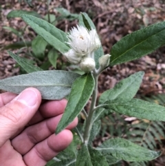 Coronidium elatum at Ulladulla, NSW - 9 Aug 2022