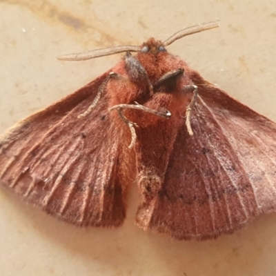 Anthela (genus) adult (Australian Hairy Bears) at Gundaroo, NSW - 2 Aug 2022 by Gunyijan