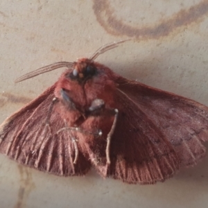 Anthela (genus) adult at Gundaroo, NSW - 2 Aug 2022