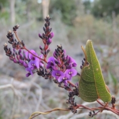 Hardenbergia violacea (False Sarsaparilla) at O'Malley, ACT - 16 Jul 2022 by MichaelBedingfield