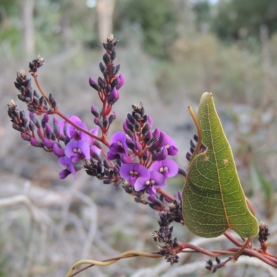 Hardenbergia violacea (False Sarsaparilla) at O'Malley, ACT - 16 Jul 2022 by MichaelBedingfield