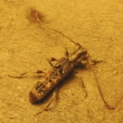 Tessaromma undatum (Velvet eucalypt longhorn beetle) at Conder, ACT - 22 May 2022 by michaelb