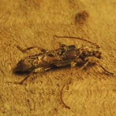 Tessaromma undatum at Conder, ACT - 22 May 2022 09:37 PM