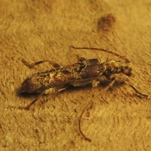 Tessaromma undatum at Conder, ACT - 22 May 2022 09:37 PM