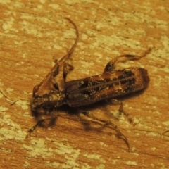 Tessaromma undatum at Conder, ACT - 22 May 2022 09:37 PM