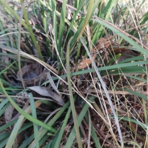 Lomandra multiflora at Molonglo Valley, ACT - 9 Aug 2022