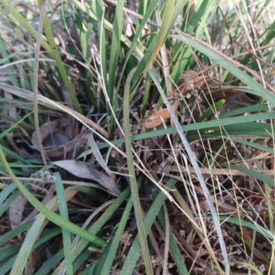 Lomandra multiflora (Many-flowered Matrush) at Molonglo Valley, ACT - 8 Aug 2022 by sangio7