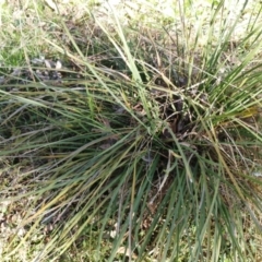 Lomandra multiflora at Molonglo Valley, ACT - 9 Aug 2022